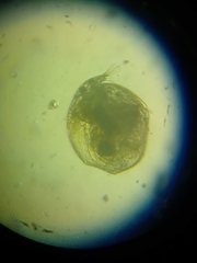 Chydoridae