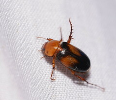 Phyllotocus bimaculatus