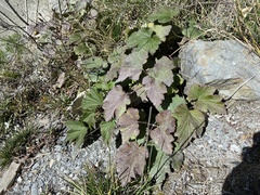 Eriocapitella vitifolia