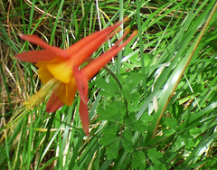 Aquilegia desertorum