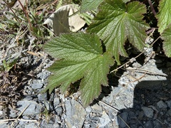 Eriocapitella vitifolia