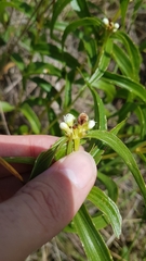 Ichthyothere terminalis