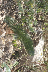 Dioon edule