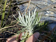 Artemisia somai