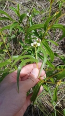 Ichthyothere terminalis