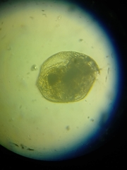 Chydoridae