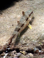 Upeneus tragula