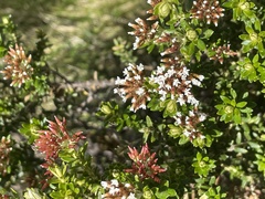 Ozothamnus alpinus