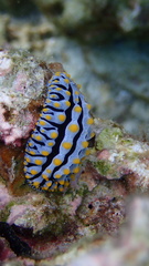 Phyllidia varicosa