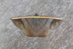 Cimicodes ferruginea