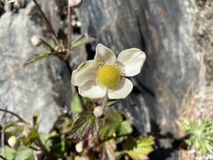 Eriocapitella vitifolia