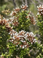 Ozothamnus alpinus