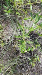 Ichthyothere terminalis