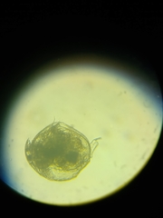 Chydoridae