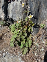 Eriocapitella vitifolia