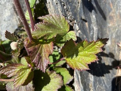 Eriocapitella vitifolia