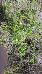 Ichthyothere terminalis