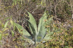Agave asperrima