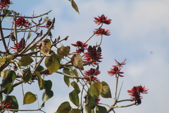 Erythrina americana