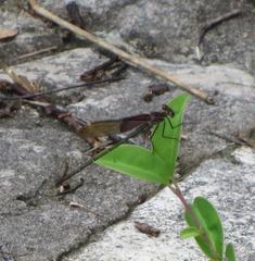 Hetaerina americana
