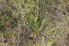 Dioon edule