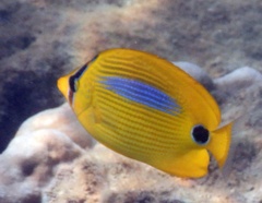 Chaetodon plebeius