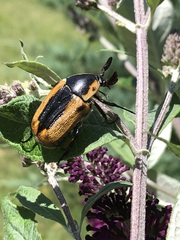 Chondropyga dorsalis