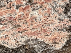 Antrodia heteromorpha