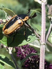 Chondropyga dorsalis