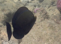 Acanthurus