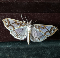 Polythlipta cerealis