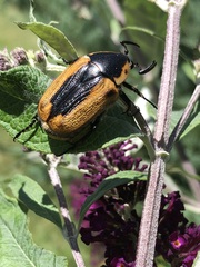 Chondropyga dorsalis
