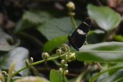 Heliconius sara fulgidus