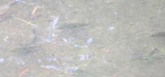 Herichthys cyanoguttatus