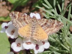 Epirrhoe plebeculata
