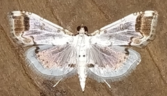 Pycnarmon leucinodalis