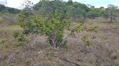 Tetracera asperula