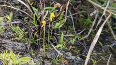 Utricularia bifida