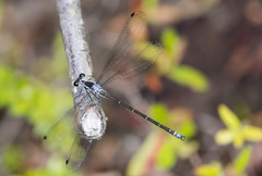 Austroargiolestes icteromelas