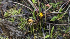 Utricularia bifida