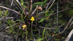 Utricularia bifida