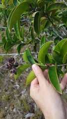 Tetracera asperula