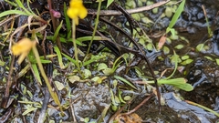 Utricularia bifida