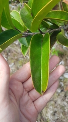 Tetracera asperula