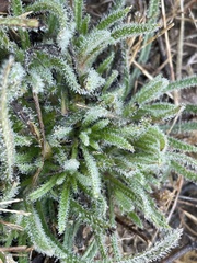 Arnebia hispidissima