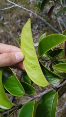 Tetracera asperula
