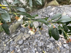 Prinsepia scandens