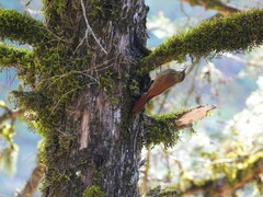 Lepidocolaptes affinis