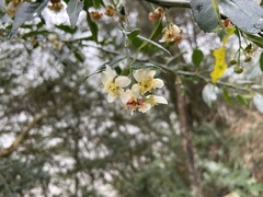Prinsepia scandens