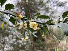 Prinsepia scandens